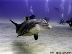 Bottle nose dolphins from Anthony's Key resort are well t... by Zaid Fadul 